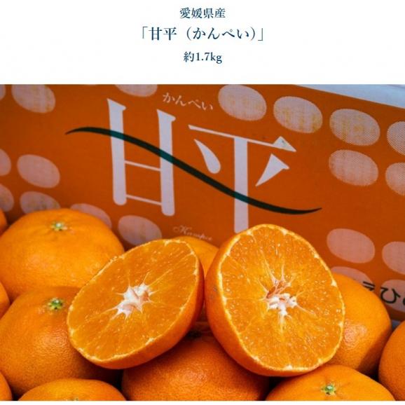 ご自宅用 柑橘3種セット (デコポン＆甘平＆はまさき) 合計約5kg （各1.7kg程度）※外皮の傷あり品 ※常温 送料無料04