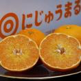 にじゅうまる 佐賀県産 柑橘 M〜4L 約2.4kg 簡易箱 ※常温 送料無料