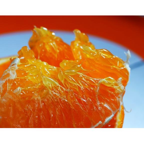 にじゅうまる 佐賀県産 柑橘 M〜4L 約2.4kg 簡易箱 ※常温 送料無料03