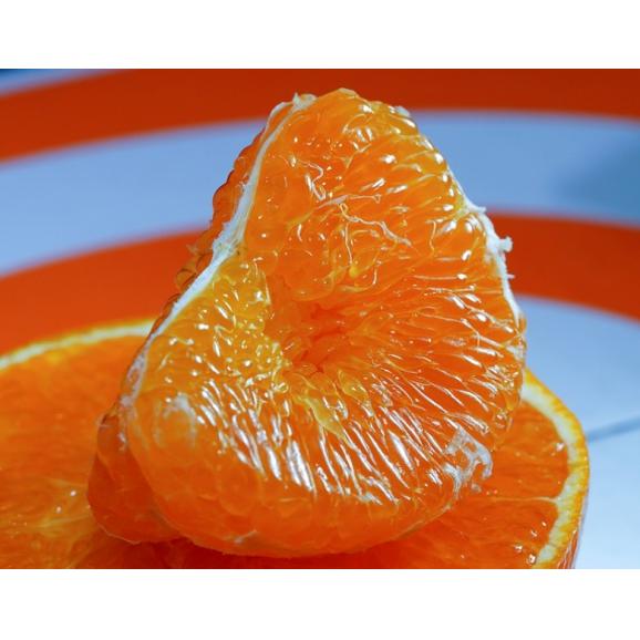 にじゅうまる 佐賀県産 柑橘 M〜4L 約2.4kg 簡易箱 ※常温 送料無料04