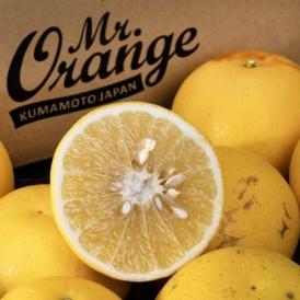 農薬不使用 安田昌一さんの完熟グレープフルーツ 外皮の傷あり品 ホワイト種 熊本県産 約5kg （目安：8〜12玉）簡易箱 ※常温 送料無料