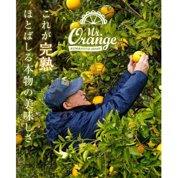 農薬不使用 安田昌一さんの完熟グレープフルーツ 外皮の傷あり品 ホワイト種 熊本県産 約5kg （目安：8〜12玉）簡易箱 ※常温 送料無料02