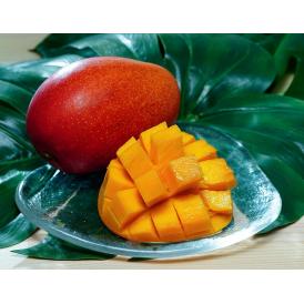 みやざき完熟マンゴー 宮崎県産 2～3Lサイズ 1玉 350～499g 簡易箱 ※常温 送料無料