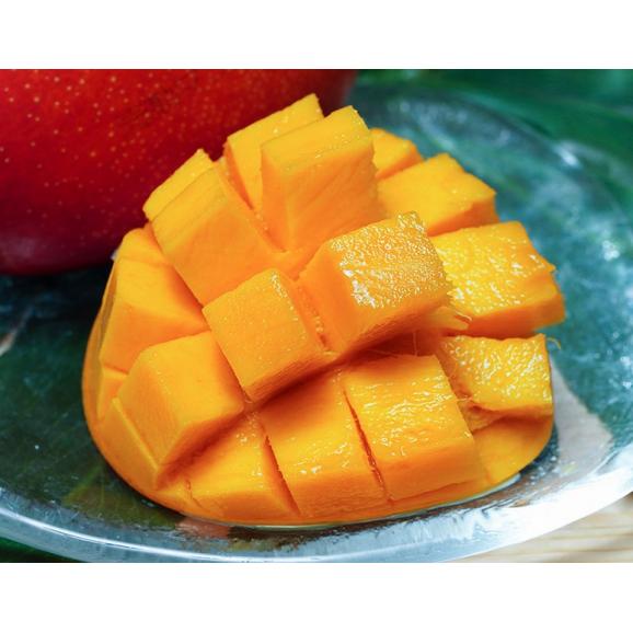 みやざき完熟マンゴー 宮崎県産 2～3Lサイズ 2玉 （1玉：350～499g） 簡易箱 ※常温 送料無料02