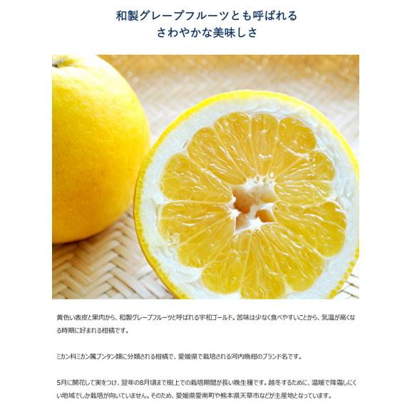 宇和ゴールド 愛媛県産 秀品 S〜2L 約7.5kg 産地箱 ※常温 送料無料 河内晩柑 柑橘02