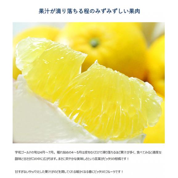 宇和ゴールド 愛媛県産 秀品 S〜2L 約7.5kg 産地箱 ※常温 送料無料 河内晩柑 柑橘03