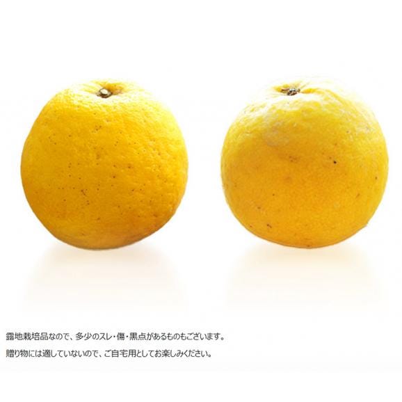 宇和ゴールド 愛媛県産 秀品 S〜2L 約7.5kg 産地箱 ※常温 送料無料 河内晩柑 柑橘04