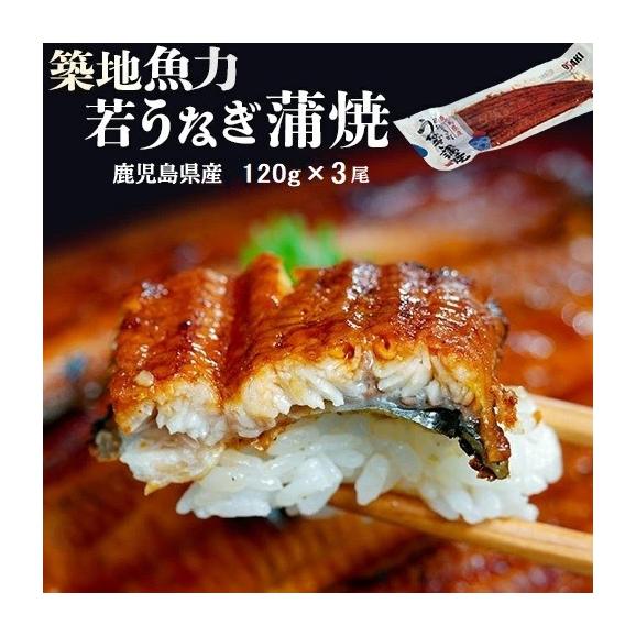 若うなぎの蒲焼 鹿児島県産 築地魚力 約120g&times;3尾 タレ・山椒付き ※冷凍 送料無料 うなぎ 鰻 蒲焼01