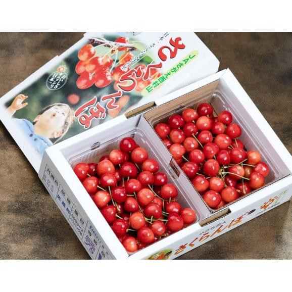 さくらんぼ（佐藤錦または紅秀峰） 山形県産 秀品 L〜2L 約1kg （約500g&times;2パック） バラ詰め 産地箱 ※冷蔵 送料無料01