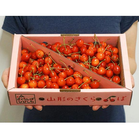 さくらんぼ（佐藤錦または紅秀峰） 山形県産 秀品 L〜2L 約1kg （約500g&times;2パック） バラ詰め 産地箱 ※冷蔵 送料無料02