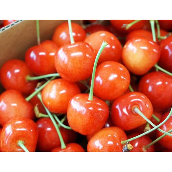 さくらんぼ（佐藤錦または紅秀峰） 山形県産 秀品 L〜2L 約1kg （約500g&times;2パック） バラ詰め 産地箱 ※冷蔵 送料無料03