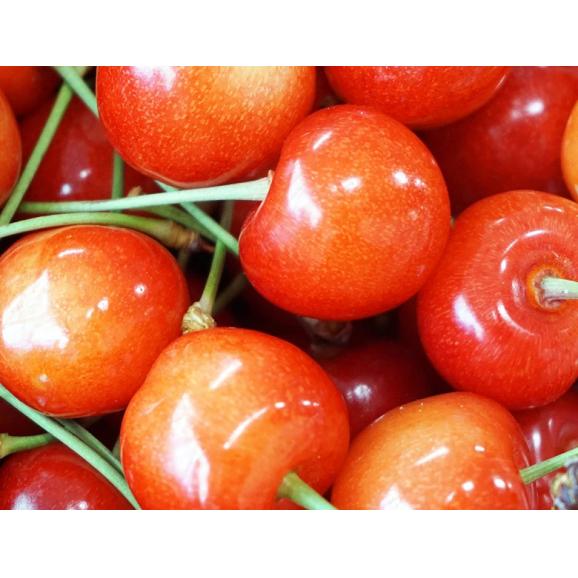 さくらんぼ（佐藤錦または紅秀峰） 山形県産 秀品 L〜2L 約1kg （約500g&times;2パック） バラ詰め 産地箱 ※冷蔵 送料無料04