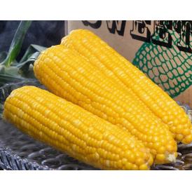 恵味 北海道産 平田農場のとうもろこし 10本入り （1本約350g前後）約3.5kg 産地箱 ※冷蔵 送料無料