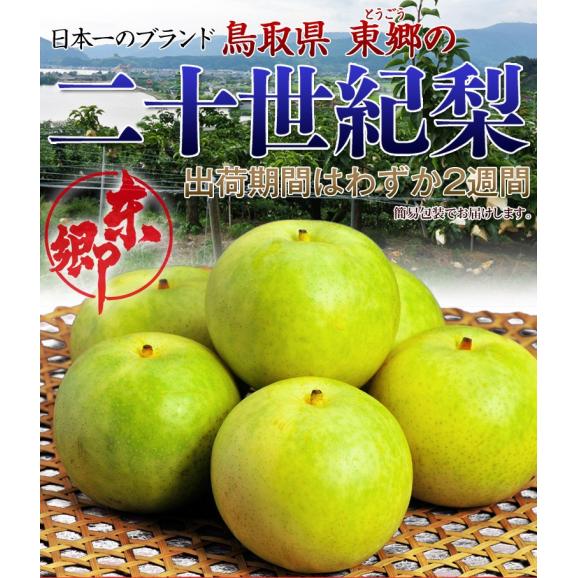 東郷選果場 二十世紀梨 鳥取県産 秀 約2.3kg(5~10玉)簡易箱 ※冷蔵 送料無料02