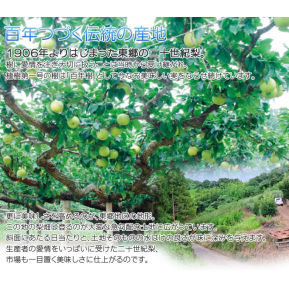 東郷選果場 二十世紀梨 鳥取県産 秀 約2.3kg(5~10玉)簡易箱 ※冷蔵 送料無料04