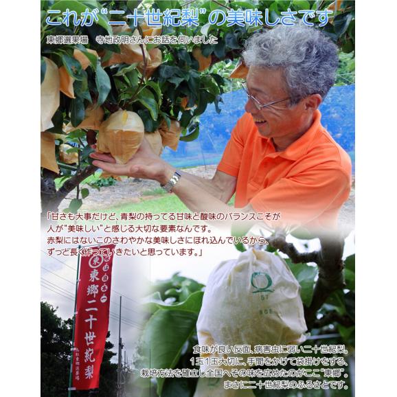 東郷選果場 二十世紀梨 鳥取県産 秀 約2.3kg(5~10玉)簡易箱 ※冷蔵 送料無料05