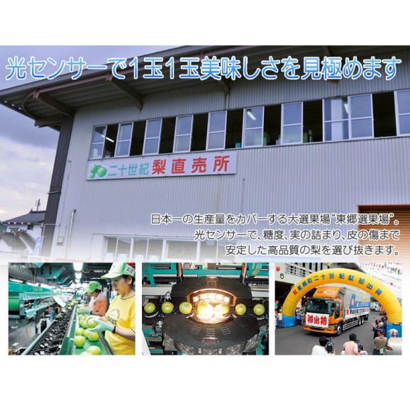 東郷選果場 二十世紀梨 鳥取県産 秀 約2.3kg(5~10玉)簡易箱 ※冷蔵 送料無料06