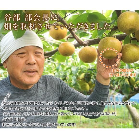 大玉「彩玉梨（さいぎょくなし）」埼玉県産 約5kg（5～12玉）産地箱 ※冷蔵　 送料無料04