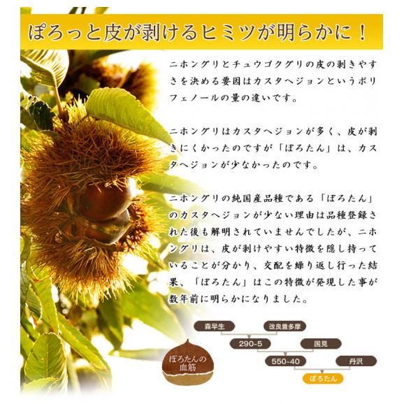 大粒 ぽろたん栗 茨城県笠間産 2~3L 約1kg 簡易箱 ※冷蔵 送料無料03