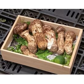 国産「訳あり松茸」 岩手・長野県他 約200g （目安：2～10本）すだち付 ※冷蔵 送料無料
