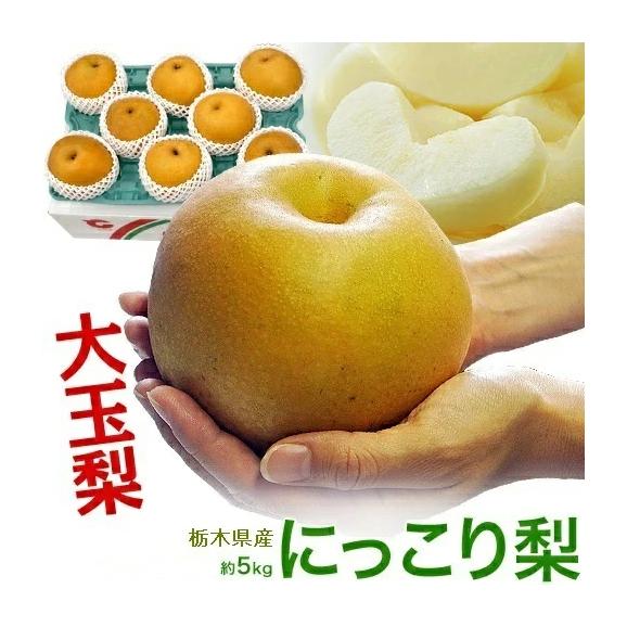 大玉 にっこり梨 栃木県産 優～秀 約5kg（7～9玉）簡易箱 ※冷蔵 送料無料01