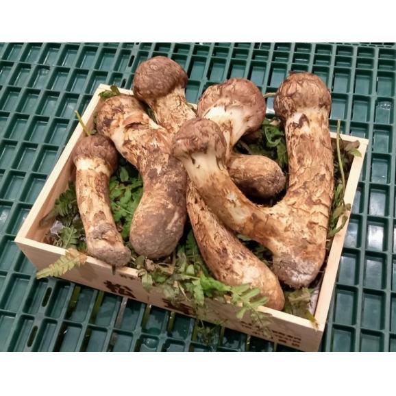 【カード又は代引限定】 国産 訳あり松茸 岩手・長野県他 約300g (目安:3〜14本) すだち付 ※冷蔵 送料無料02