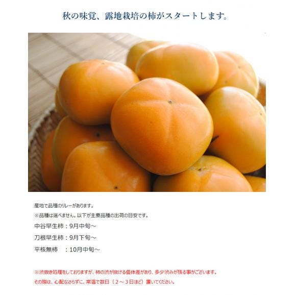 たねなし柿　和歌山産　JA紀の里　秀品　約2kg×2箱 (1箱：10～12玉入) ※常温 送料無料03
