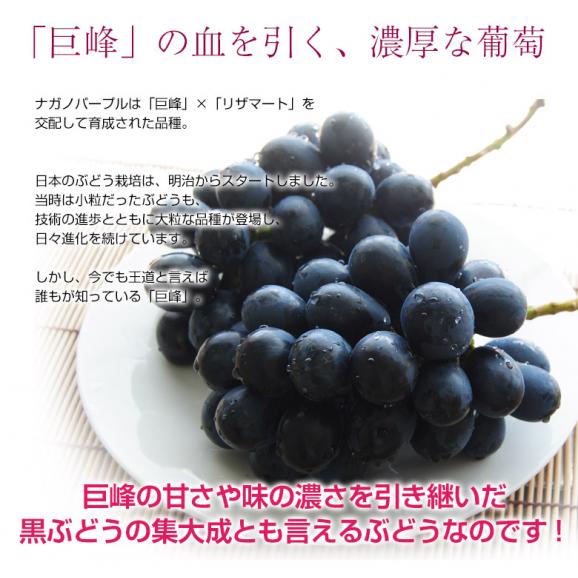  ナガノパープル 4房 計約1.6kg 長野県産　簡易箱 ※冷蔵　送料無料　種無し・皮ごと食べられる　黒ぶどう03