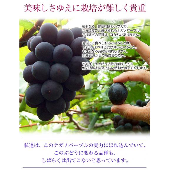  ナガノパープル 4房 計約1.6kg 長野県産　簡易箱 ※冷蔵　送料無料　種無し・皮ごと食べられる　黒ぶどう06