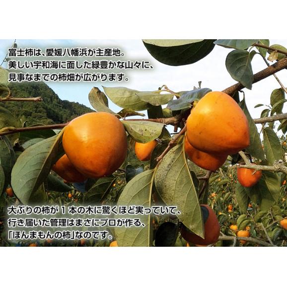 『訳あり富士柿』 愛媛県産 約2kg（4〜6玉） ※常温 送料無料02