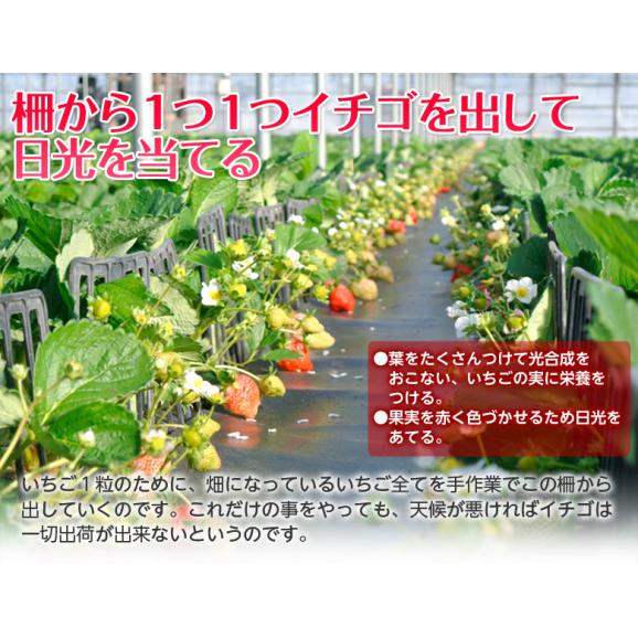 『あまおういちご』 福岡・八女産 デラックス 約270g×2パック ※冷蔵　送料無料06
