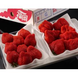 『あまおういちご』 福岡・八女産 グランデ 約270g×2パック ※冷蔵　送料無料