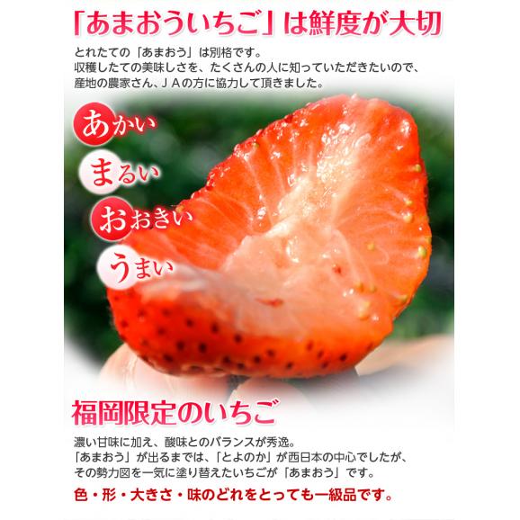 『あまおういちご』 福岡・八女産 グランデ 約270g×2パック ※冷蔵　送料無料03