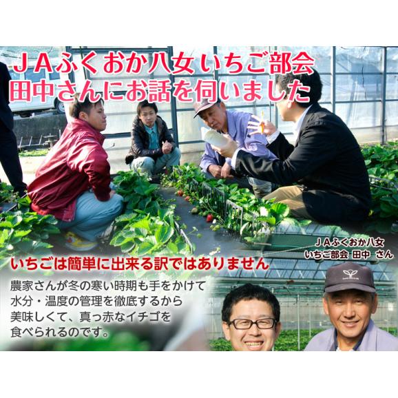 『あまおういちご』 福岡・八女産 グランデ 約270g×2パック ※冷蔵　送料無料04