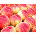 御所の桃 ≪ピンク桃≫ 山梨県産 1箱 約1.5kg(目安として5～8玉) 産地箱 ご自宅用　※常温 送料無料