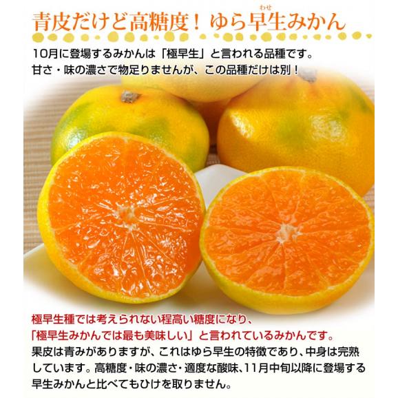 「ゆら早生みかん」JAありだ 和歌山県有田産 約5kg S～2Sサイズ （AQ共選）※常温 送料無料02