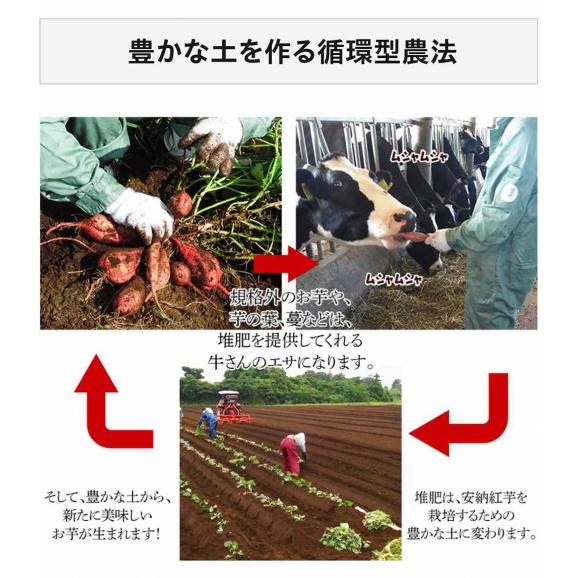 長期熟成 安納紅芋 鹿児島県 種子島産 さつまいも 正規品 約2kg ※常温 送料無料03