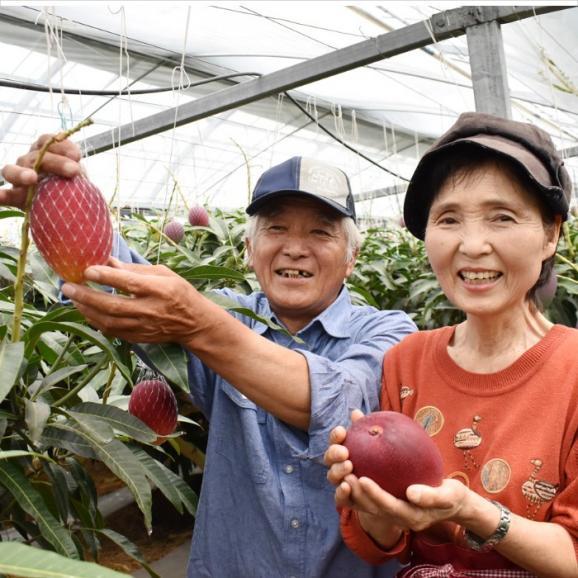 【送料無料_直前割引】宮崎県産_”自然落下するまでトロトロに甘く樹上完熟させた”マンゴー（アーウィン種）2個（約1kg）03