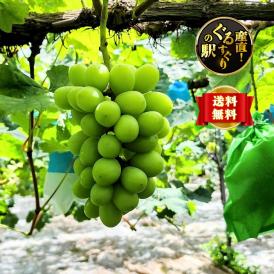【送料無料】“完熟の黄金”_名人_竹村ぶどう園_シャインマスカット_1.4㎏