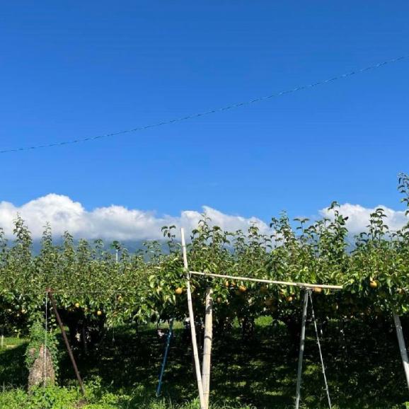 【早期受注割引】名人の完熟！宮下農園謹製_梨（豊水）5㎏_長野県下伊那郡高森町産04