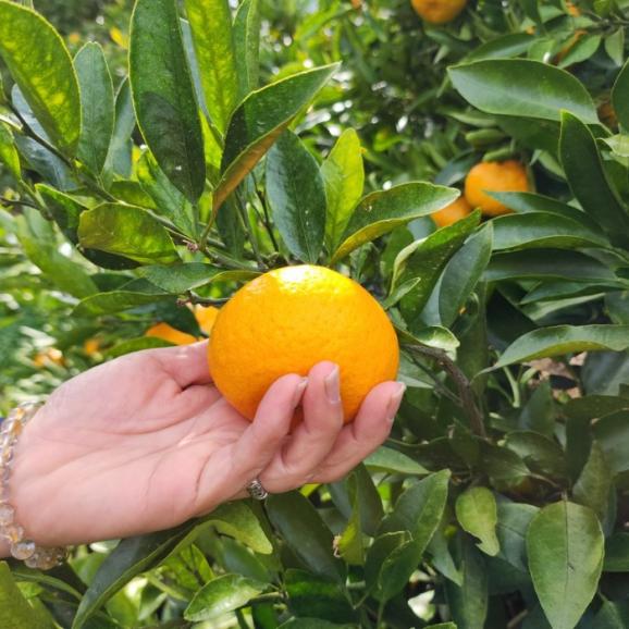 【早期受注割引】幻の採れたて！征代さんの“桜みかん” 3kg_宮崎県都農町産【緊急追加】03