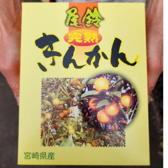 宮崎県都農町産 名人河野光弘さん謹製 糖度18度以上 2L以上_“じっくり完熟”手摘み金柑 1㎏03