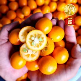 【全国送料無料】採れたて完熟！宮崎県都農町 金丸農園 まさひろ金柑“大粒”2L_糖度16度以上_1kg_専用ギフトBOX仕様