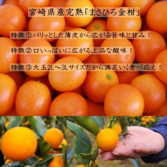 【全国送料無料】採れたて完熟！宮崎県都農町 金丸農園 まさひろ金柑“大粒”2L_糖度16度以上_1kg_専用ギフトBOX仕様04
