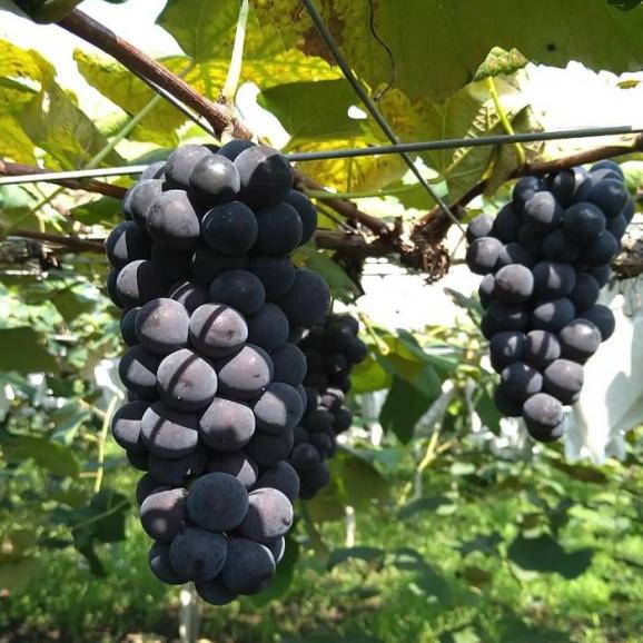 【早期受注割引】甘く薫る黒い宝石！黒木農園の完熟キャンベルアーリー2kg（5~6房）_7月下旬～8月上旬発送【全国送料無料】02
