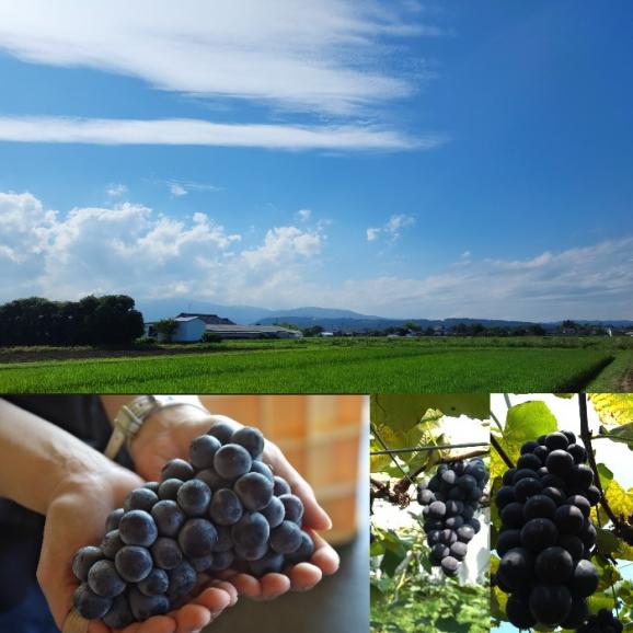 【早期受注割引】甘く薫る黒い宝石！黒木農園の完熟キャンベルアーリー2kg（5~6房）_7月下旬～8月上旬発送【全国送料無料】05