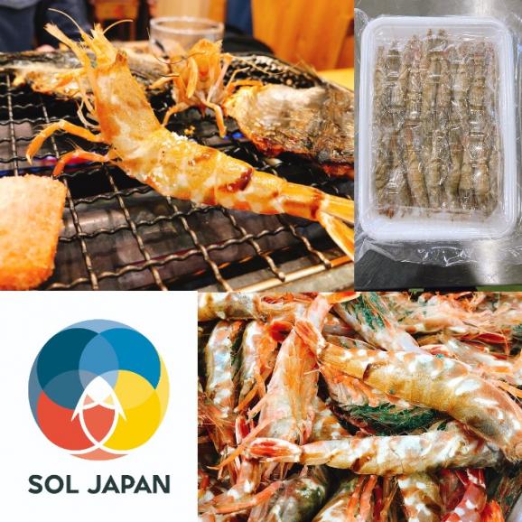 【緊急入荷】幻の猛者えび_“鮮度抜群”生食用 プロトン凍結_500g×1パック【全国送料無料】02