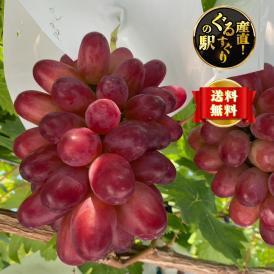 珠玉の幻！島根県産ぶどう「神紅」中下農園謹製_糖度20度以上_1.8㎏（3~5房）50箱　7月25日~9月10日