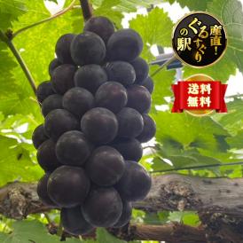 【全国送料無料】濃い甘大粒！中下農園謹製_ピオーネ1.8㎏（3~5房）