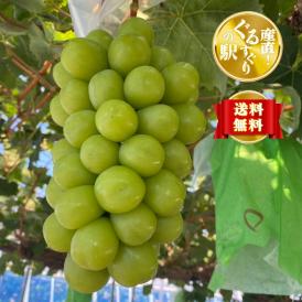 【全国送料無料】驚きの美しさ！中下農園謹製 完熟シャインマスカット1.8kg（2~5房）